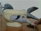 Plastic Racing Pigeon Holder, Easy Bird Fixed Frame Rack, Medicine and Essentials Feeder