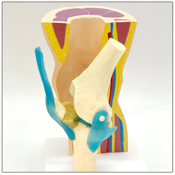 Human Knee Joint Ligament Muscle Foreskin Demonstration Model, Skeletal Movement Display